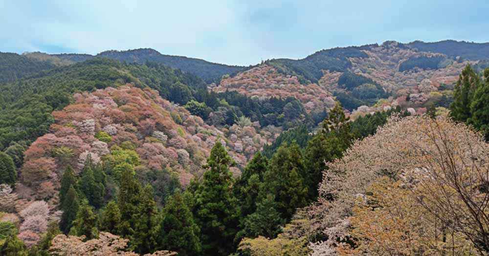 吉野山　一目千本桜