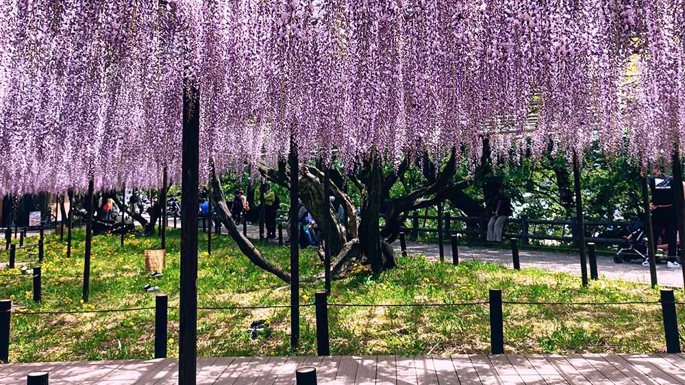 岡崎城公園 五万石ふじ 2026