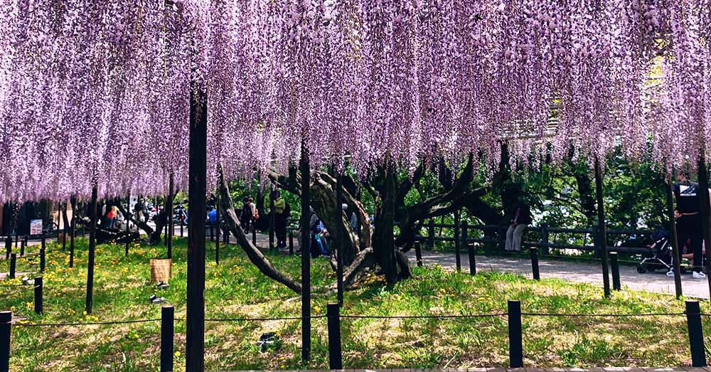 岡崎城公園 五万石ふじ 2026