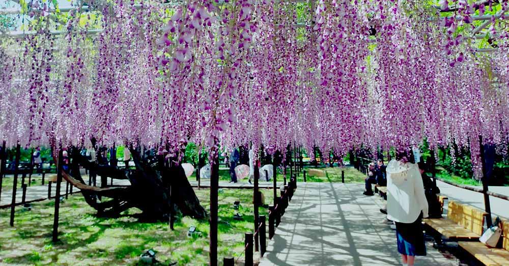 岡崎城公園 五万石ふじ 2023