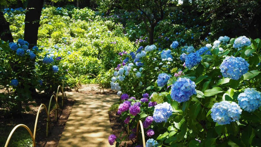 紫陽花の道