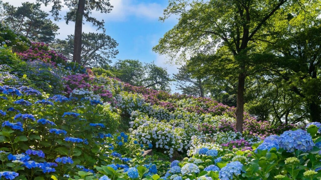 斜面いっぱいの紫陽花