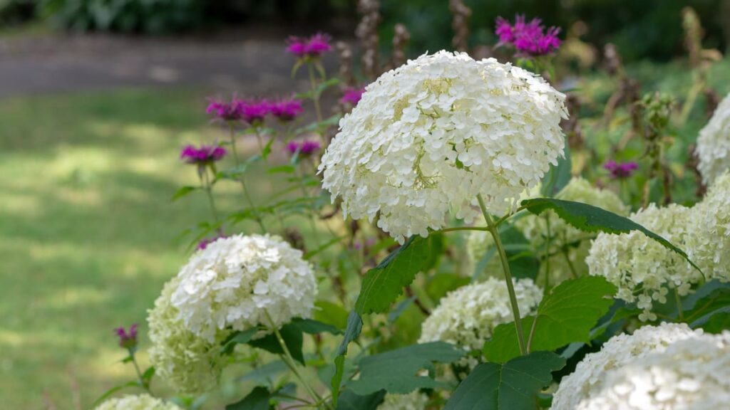 白い紫陽花