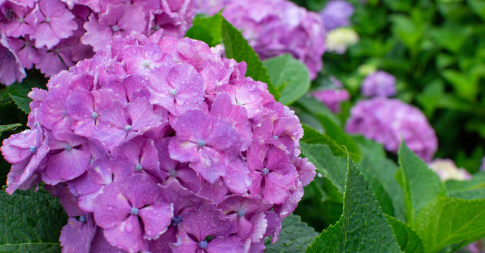 赤紫の紫陽花