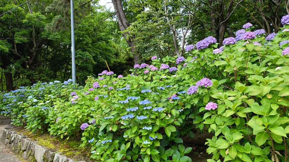 鶴舞公園 紫陽花