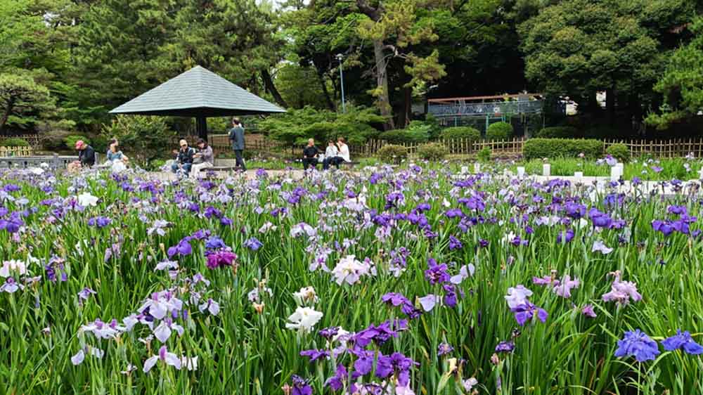 鶴舞公園 花菖蒲
