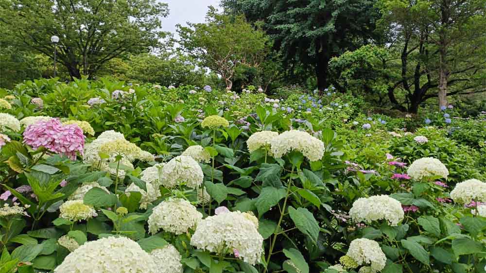 茶屋ヶ坂公園 紫陽花