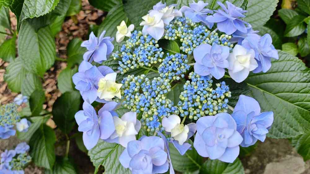 青い花の紫陽花