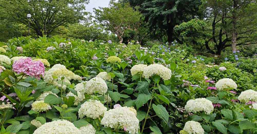 紫陽花