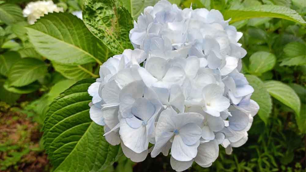 白い花の紫陽花